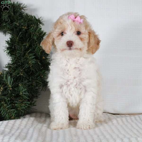 Carmel, Miniature Poodle Puppy